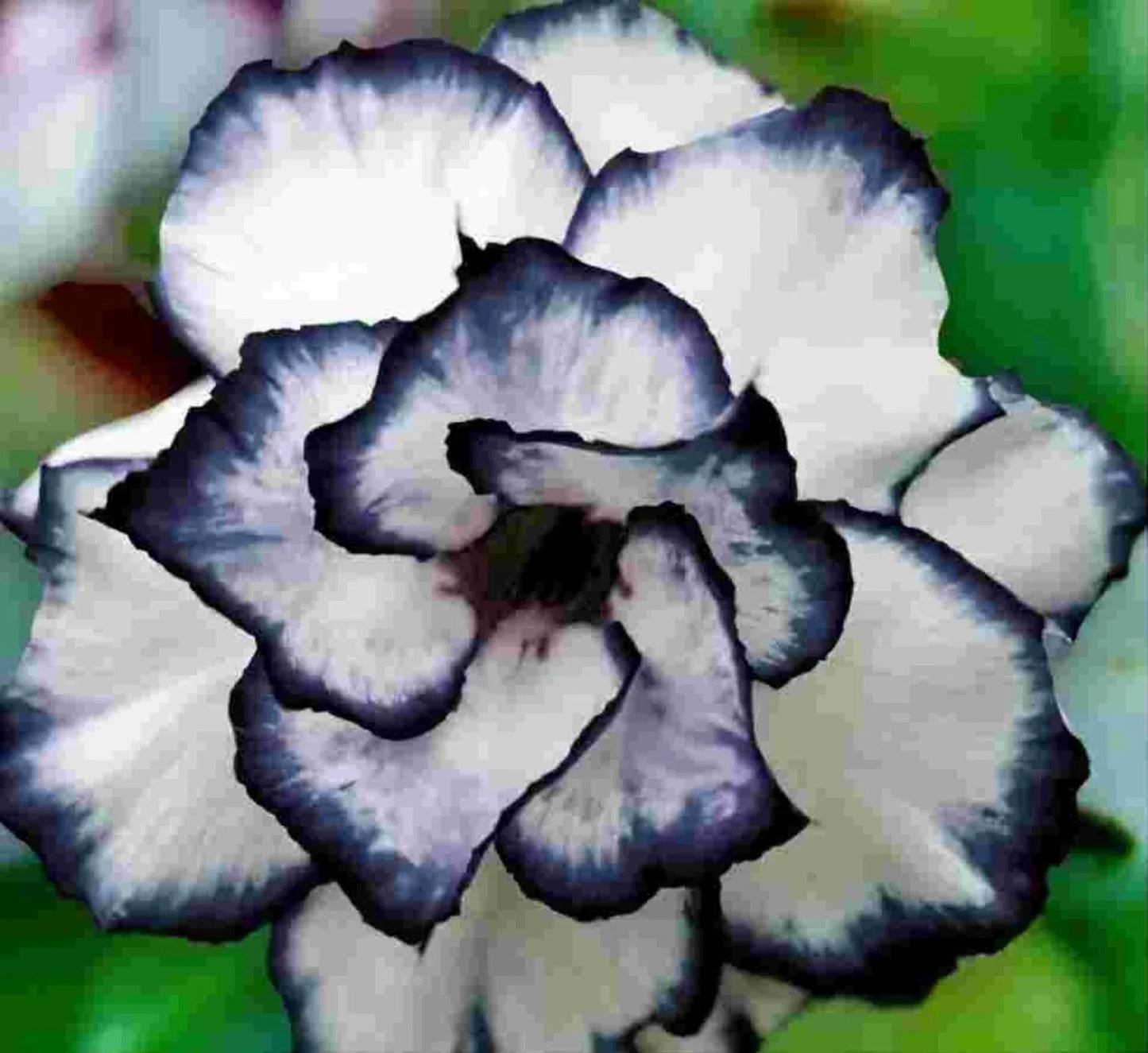 Desert Rose Seeds Adenium obesum PEONY Bonsai Flower Seeds Drought-Tolerant Succulent Garden Plant Pack