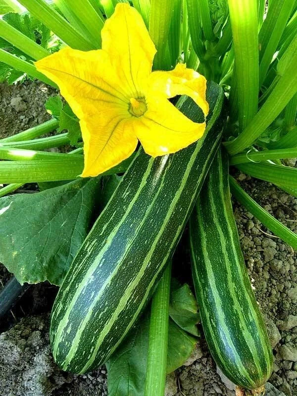 Cocozelle Summer Squash Seeds - Heirloom Cucurbita pepo, Green Striped, Bush-Type, Non-GMO, Packet Options