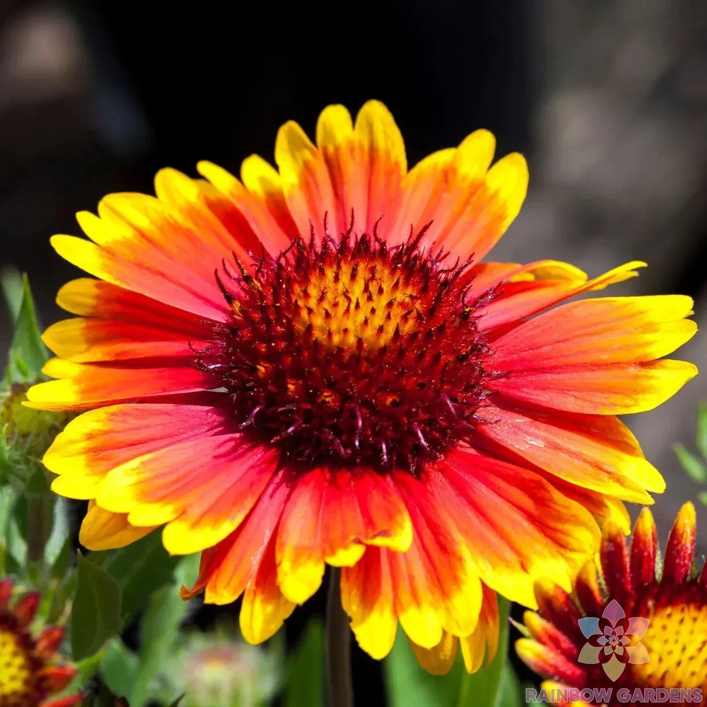 Arizona Sun Rudbeckia Seeds - 200+ Pack, Black-Eyed Susan, Rudbeckia hirta, Perennial, Bright Yellow Flowers, Butterfly & Bee Attractant