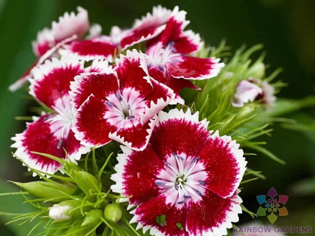 Red Chianti Carnation Seeds - 200+ Pack, Dianthus caryophyllus, Annual Flower for Garden Beds & Containers