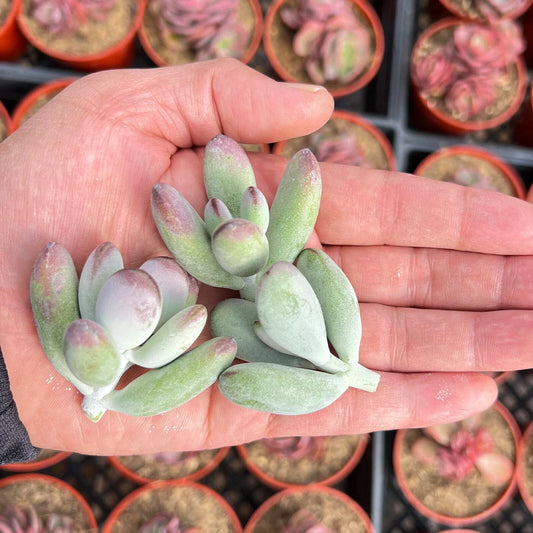 Live Succulent Cuttings - Cotyledon Orbiculata cv. Propeller Plant, Indoor & Outdoor Gardening, Drought-Tolerant, Easy Care