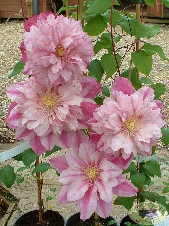 25 Double Light Pink Clematis Seeds | Climbing Perennial Vine for Garden, Fence & Arbor | Clematis 'Double Light Pink'
