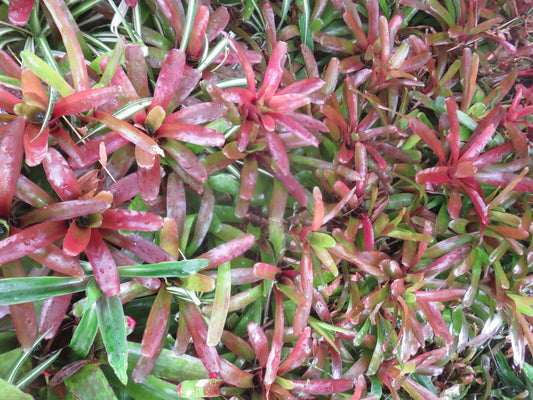Neoregelia Bromeliad Fireball - 2 Plants, Tropical Indoor Houseplants, Colorful Foliage, Neoregelia spp.