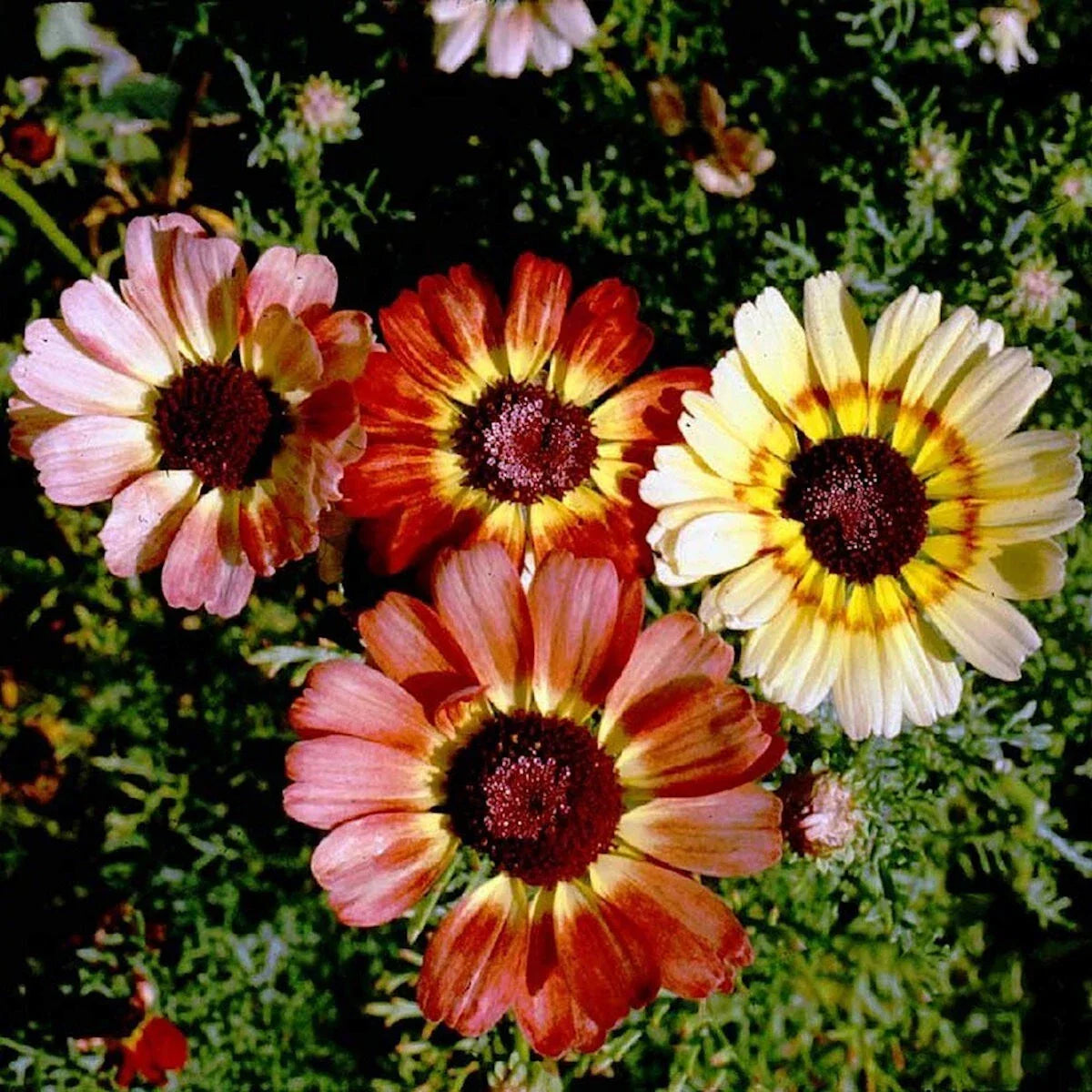 Painted Daisy Wildflower Seeds 1/4 lb Mylar Packet Leucanthemum superbum Garden Flower Seeds
