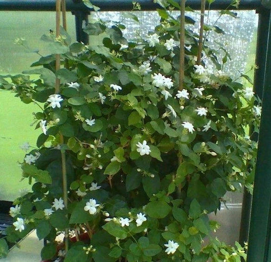 Maid of Orleans Jasmine Rooted Starter Plant - Jasminum sambac, Fragrant White Flowers, Indoor & Outdoor Garden, Pot or Landscape
