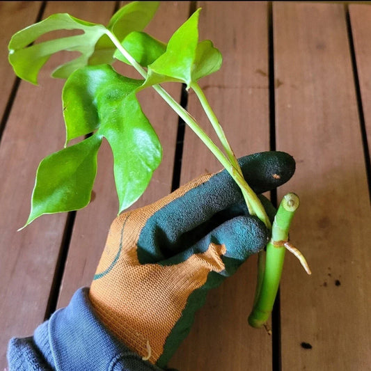 Monstera Minima Rooted Cutting, Live Indoor Plant, Air-Purifying Houseplant, Monstera adansonii, Variegated Foliage