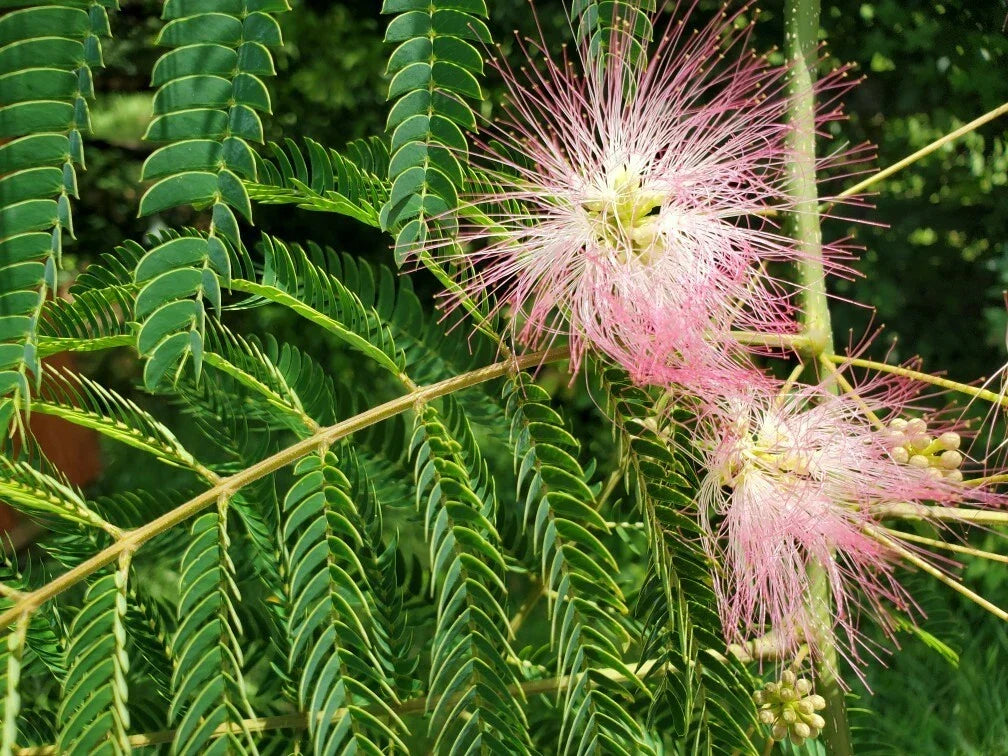 Pink Mimosa Tree Cuttings 6-8" | Albizia julibrissin | Attracts Honey Bees & Butterflies | Fresh Plant Propagation