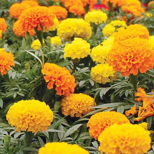 Marigold Seeds Bulk Pack - CrackerJack Mix - Heirloom Tagetes erecta Flower Seeds for Garden Planting