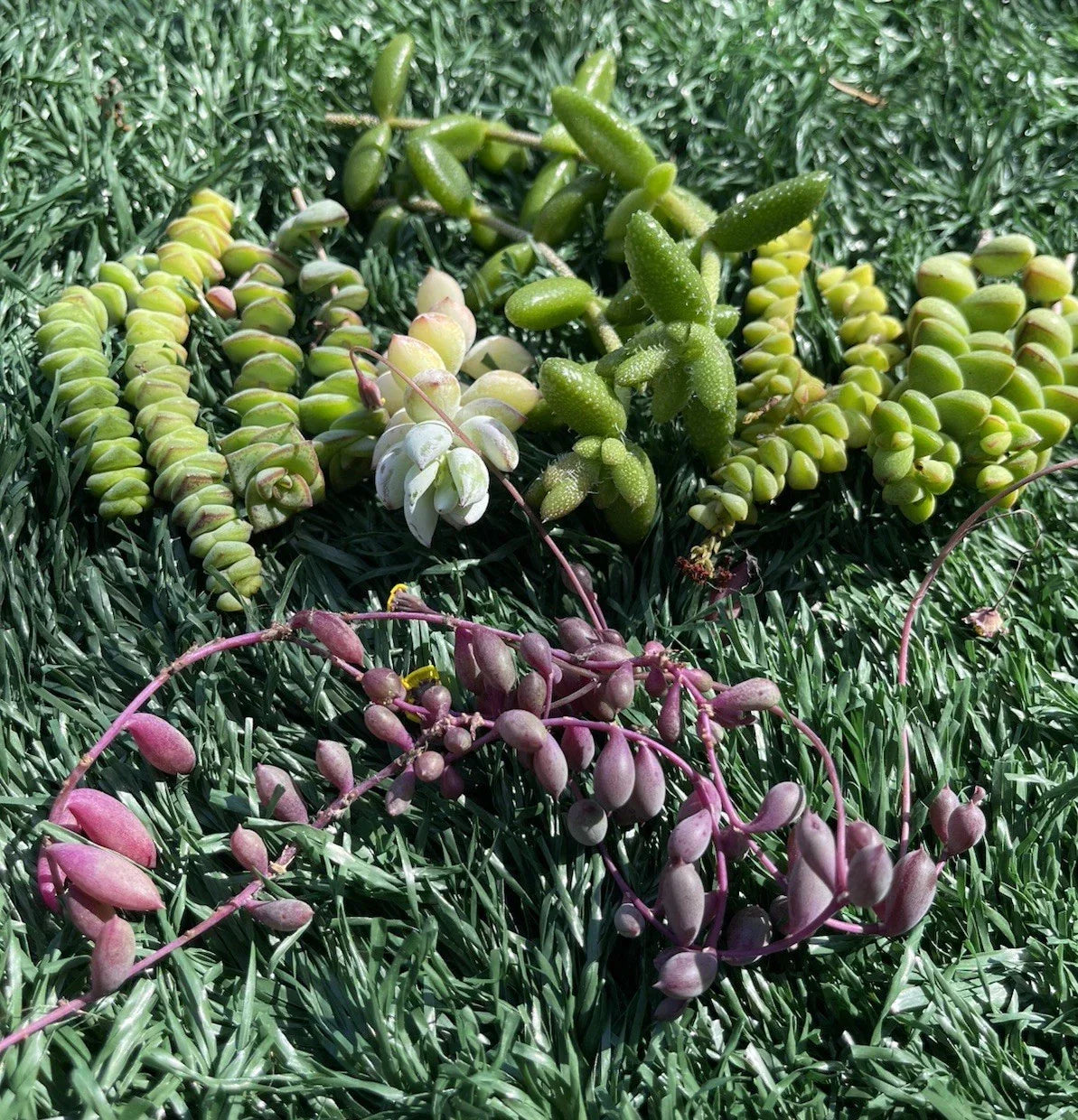 Succulent Cuttings Set – 7 Varieties, Easy to Grow Succulents, Indoor Garden, Aloe Vera, Echeveria, Jade Plant, Low Maintenance