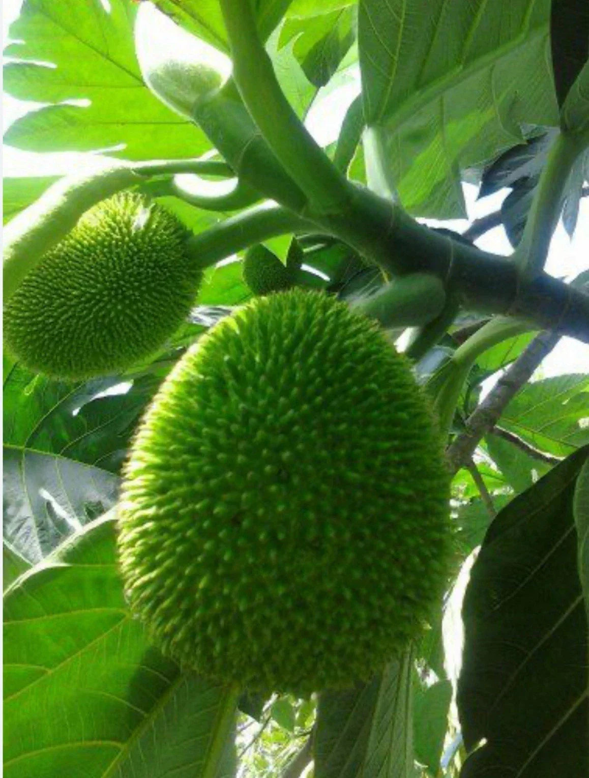 Breadfruit Tree Plant – 12+ Inches Puerto Rican Panapén Artocarpus altilis Tropical Fruit Tree for Garden or Patio