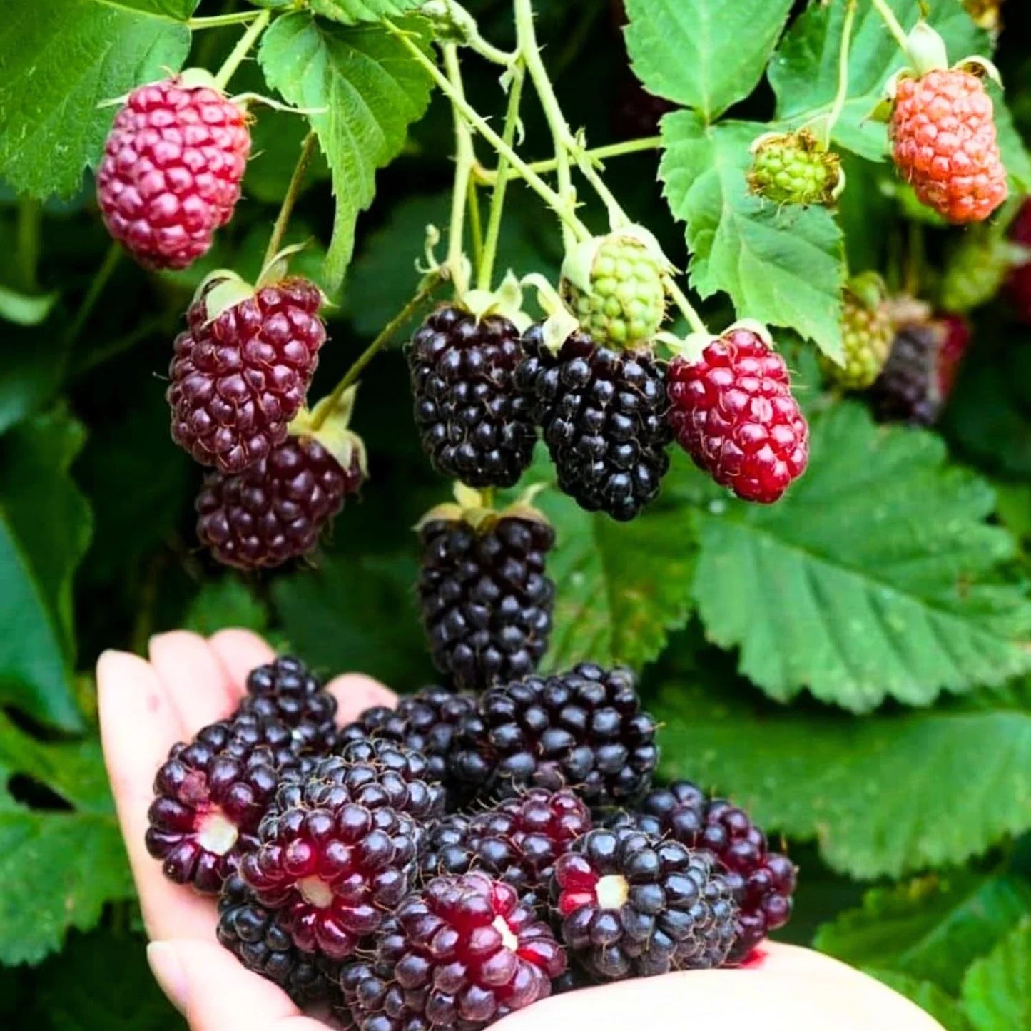 Sweet Boysenberry Seedling - Live Rooted Plant - Rubus ursinus x idaeus - Berry Plant for Garden, Thrives in Soil