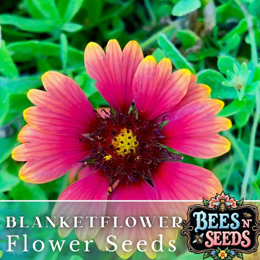 Majestic Blanket Flower Seeds - Gaillardia grandiflora - Vibrant Bright Yellow, Red & Orange Flower Seeds - Non-GMO, 200 Pack