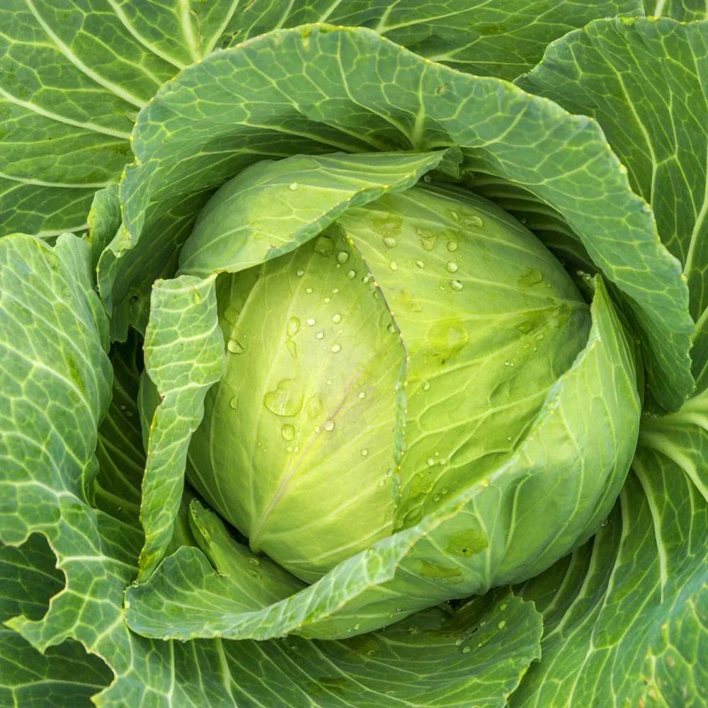 Golden Acre Cabbage Seeds - 1000+ Non-GMO Brassica oleracea Var. capitata for Organic Gardening, Full Sun, Compact Roundhead