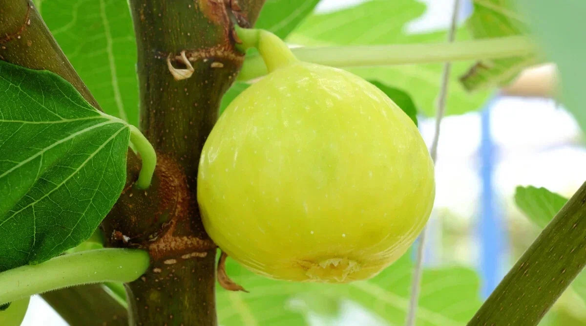 White Marseilles Fig Seeds - Ficus carica, 100+ Non-GMO Garden Seeds for Growing Figs, Fruit Tree, Patio or Container Planting
