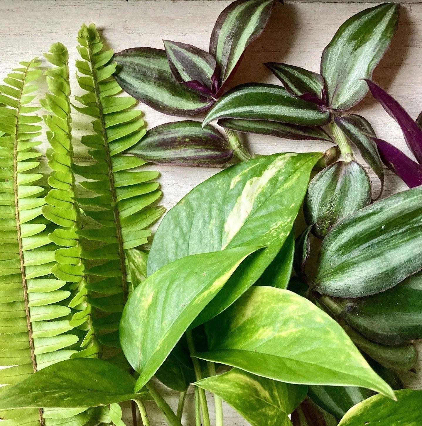 Rooted Plant Cuttings Set – Fern, Pothos, Wandering Jew – Indoor Houseplants, Easy Propagation, Lush Greenery, Nephrolepis exaltata, Epipremnum aureum