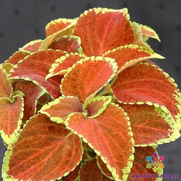 Coleus Seeds - 25 Fairway Orange - Bright Foliage for Garden, Containers, Borders - Solenostemon scutellarioides