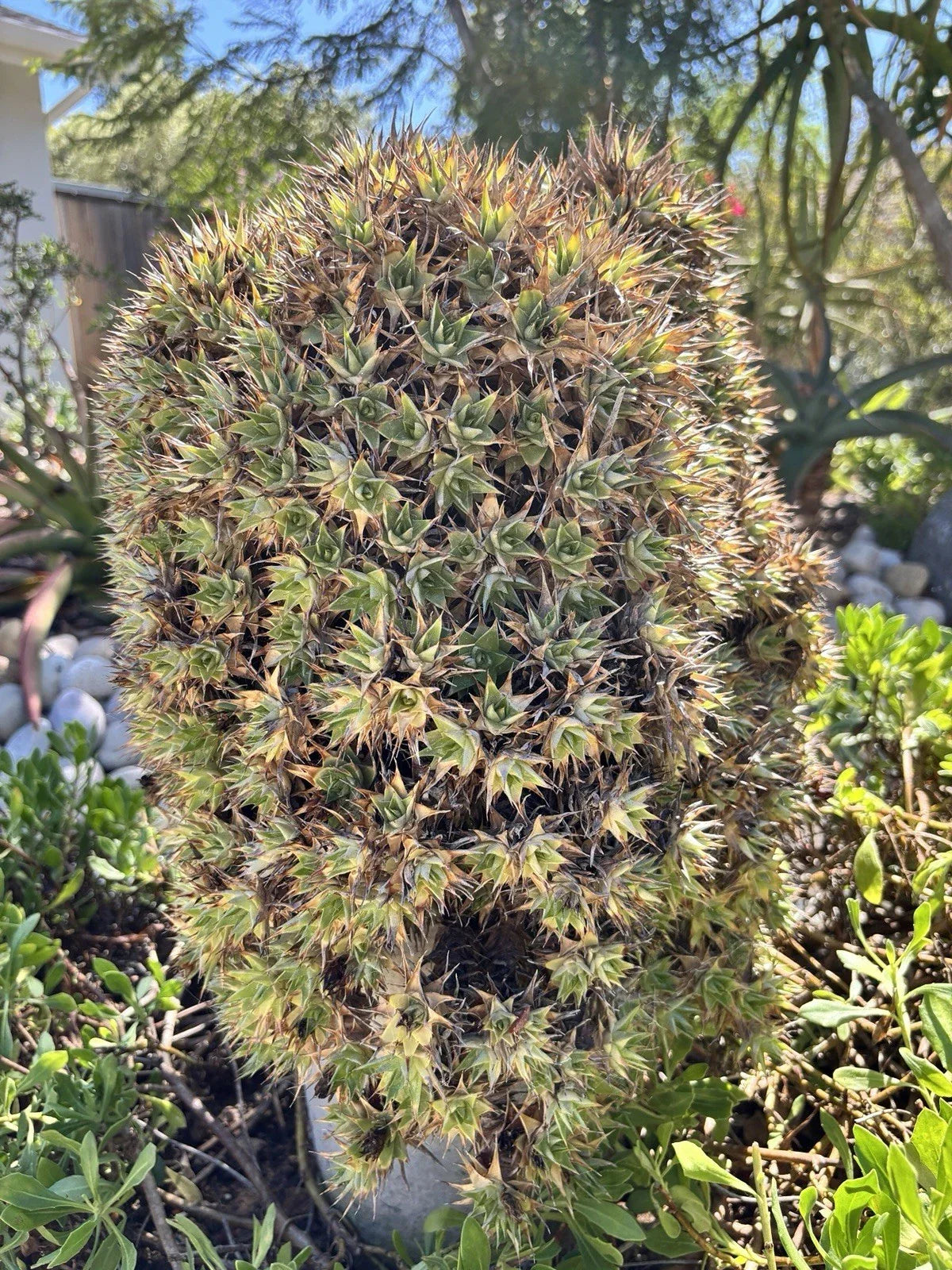 Deuterocohnia lorentziana Cutting - Rare Unrooted Succulent in 2" Pot - Unique Collector Plant for Succulent Enthusiasts