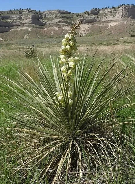 Yucca Glauca Plant - Drought-Tolerant Perennial with Architectural Foliage - Soapweed Yucca for Xeriscaping and Low-Maintenance Gardens