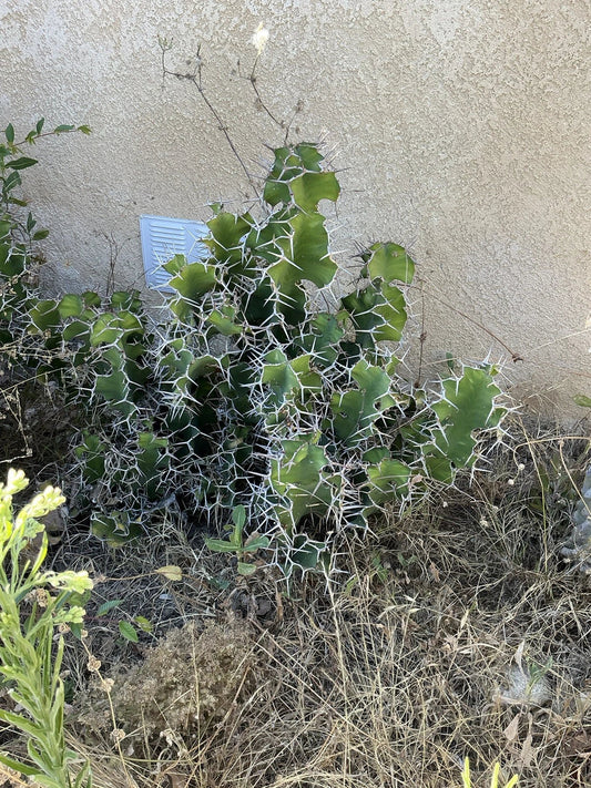 Lot of 2 Euphorbia pseudocactus Zig Zag Cactus Succulent Cuttings, 12" Long, No Roots, Indoor or Outdoor Plant Collection