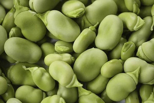 Heirloom Bean Mix Garden Seeds – Organic, Non-GMO, 6 Varieties for Home Gardening, Phaseolus vulgaris
