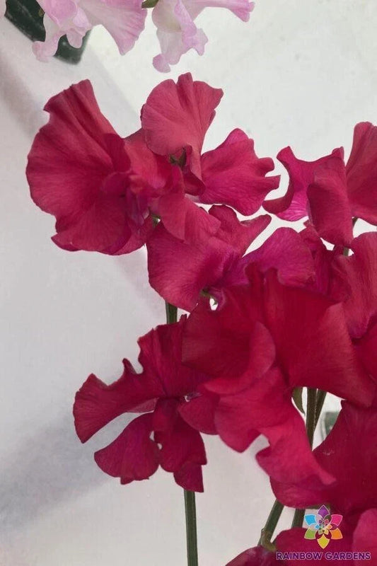 Millennium Sweet Pea Seeds - 50+ Pack, Fragrant Climbing Flowers, Lathyrus odoratus, Garden Planting, USA Grown