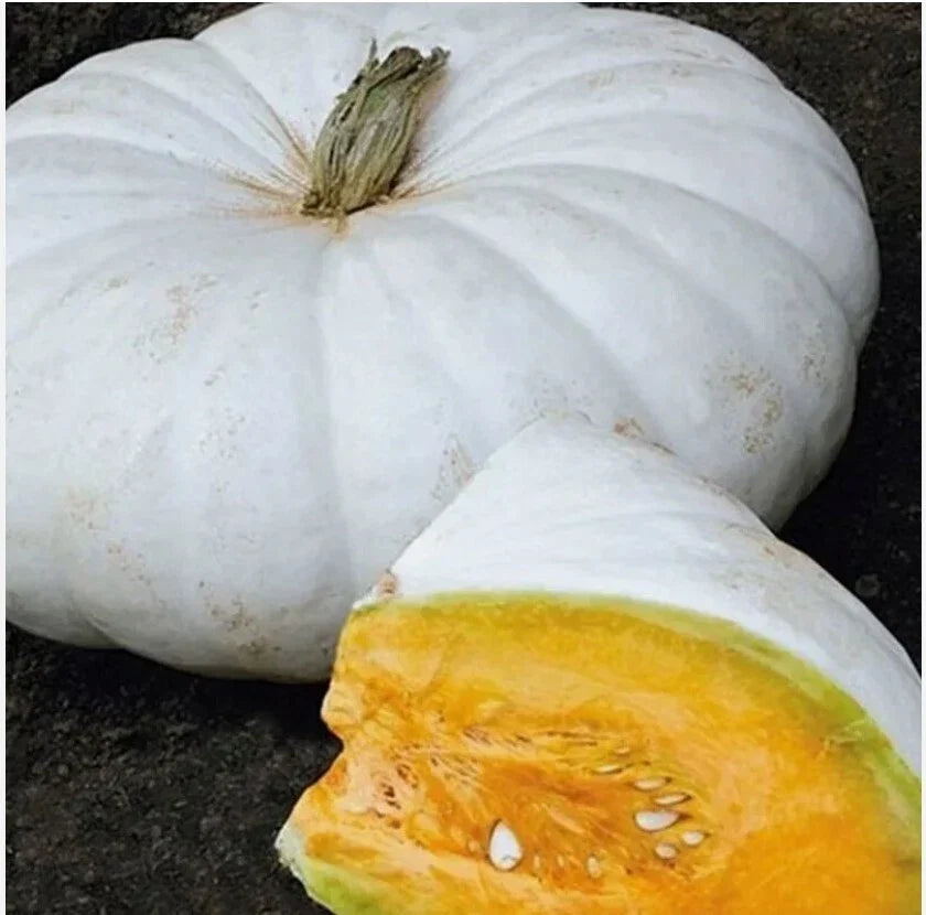 White Flat Boer Ford Stacker Pumpkin Seeds - Organic Heirloom Cucurbita pepo, Flat White Pumpkin for Gardening & Culinary