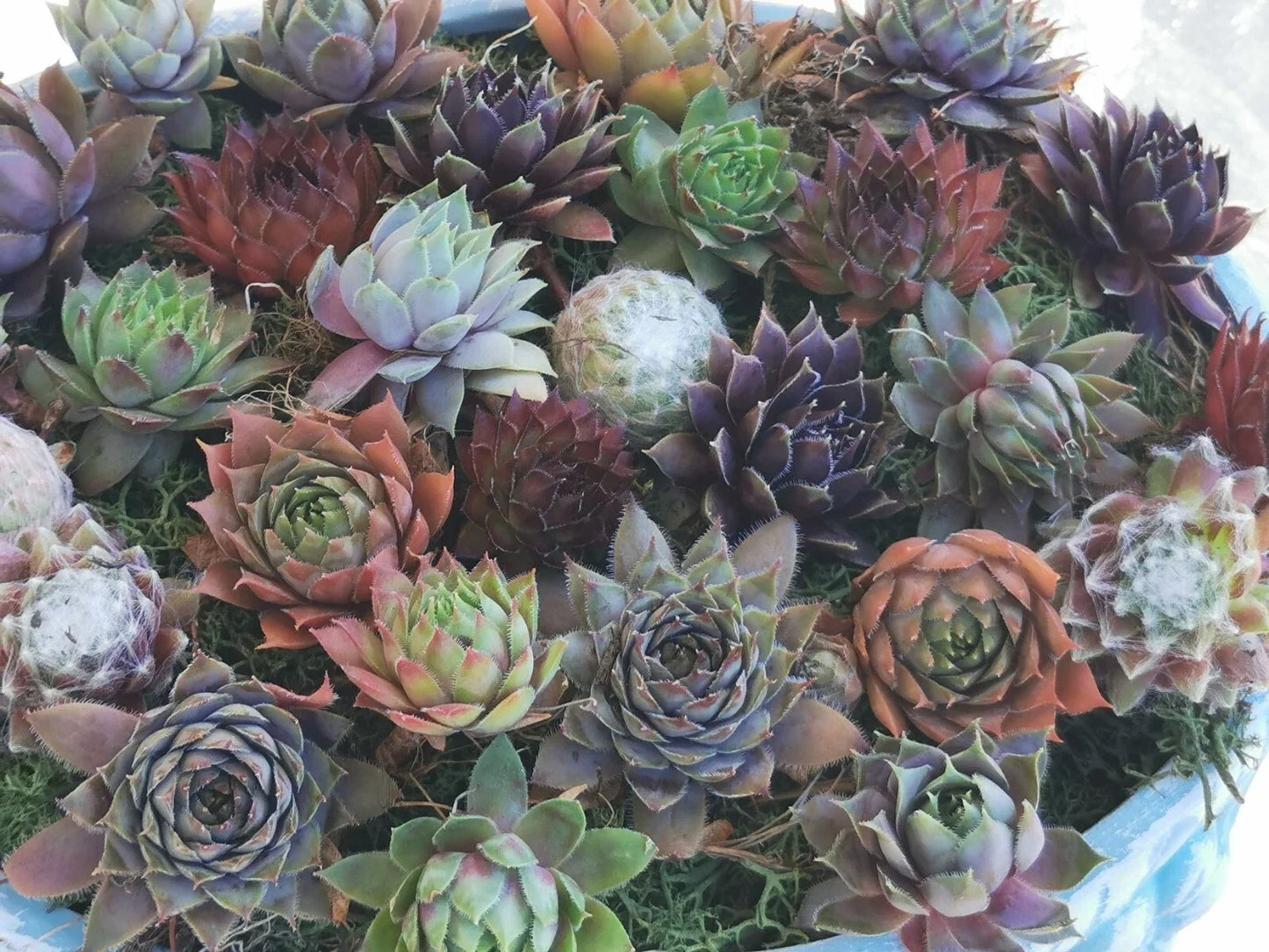 Succulent Plants 9 Varieties Hen and Chick Sempervivum Collection | Cold Hardy Indoor Outdoor Garden Decor