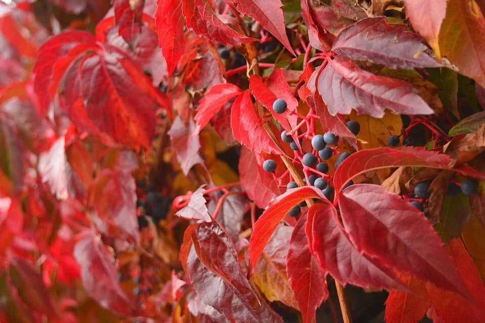 Virginia Creeper Seeds 20 Pack, Parthenocissus quinquefolia, Fast-Growing Climbing Vine for Gardens, Fences & Trellises