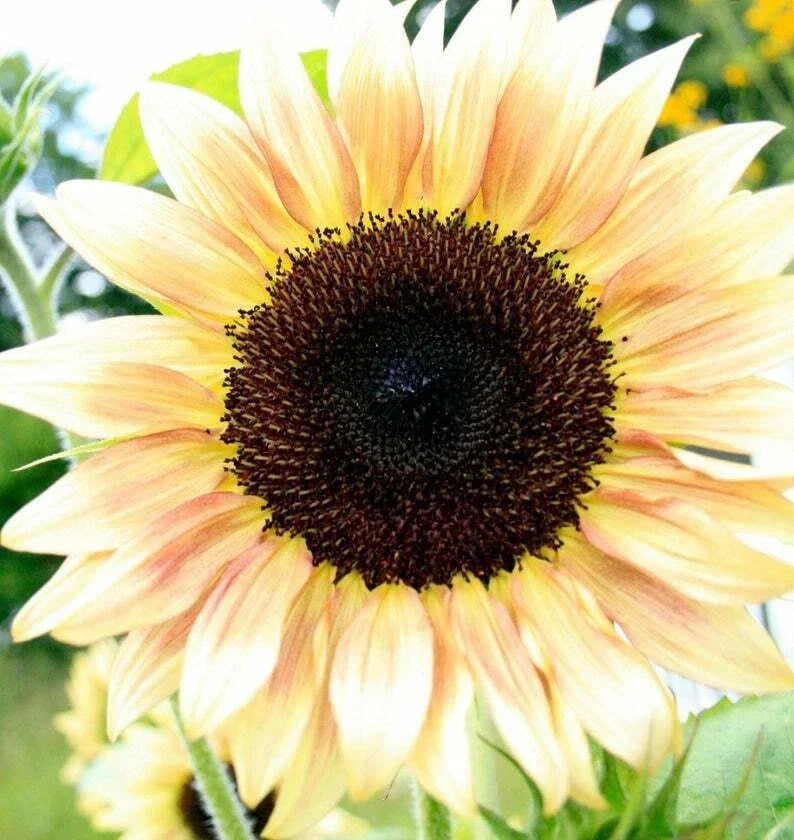 Peach Passion Sunflower Seeds - 25 Perennial Garden Flower Seeds - Helianthus annuus 'Peach Passion' for Bright Blooms