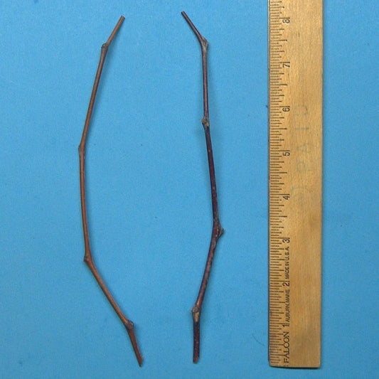 Maya Jujube Tree Cutting 8" Thin Scion Wood for Grafting Ziziphus jujuba Fruit Tree Propagation