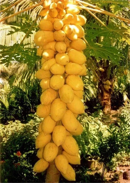 Yellow Mexican Papaya Seeds - Carica papaya, 25+ Seeds for Garden Planting, Tropical Fruit Tree, Fast Shipping USA