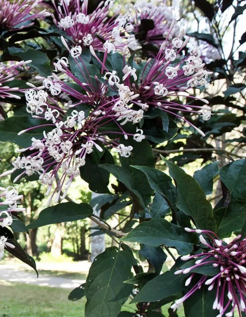 Shooting Star Plant Cuttings – 6 Quad Cuttings – Clerodendrum Quadriloculare Starburst – Tropical Ornamental Shrub