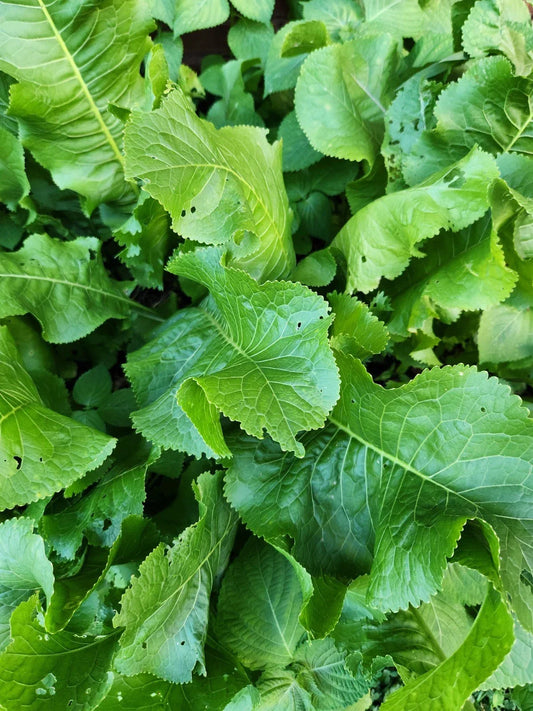 Organic Horseradish Plant Root Seed – Armoracia rusticana Live Root for Planting and Culinary Use