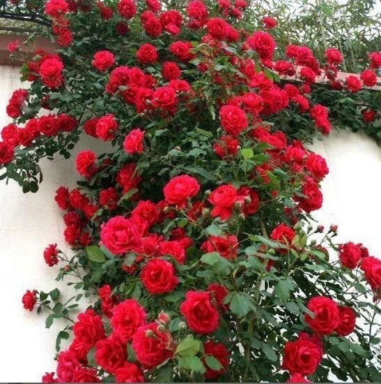 Climbing Red Rose Seeds - Perennial Flowering Shrub Rosa 'Climbing Red' for Trellises & Fences, 10 Seeds