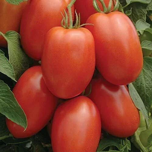 Roma Tomato Seeds - Heirloom Non-GMO Variety for Home Gardening - Solanum lycopersicum - 25 Seeds per Pack