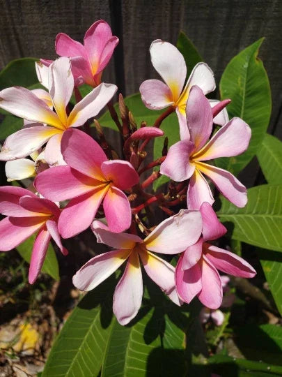 Plumeria Cutting 8-12" Fresh Frangipani Plant Cutting (Plumeria spp.) - Vibrant Flowers for Tropical Gardens