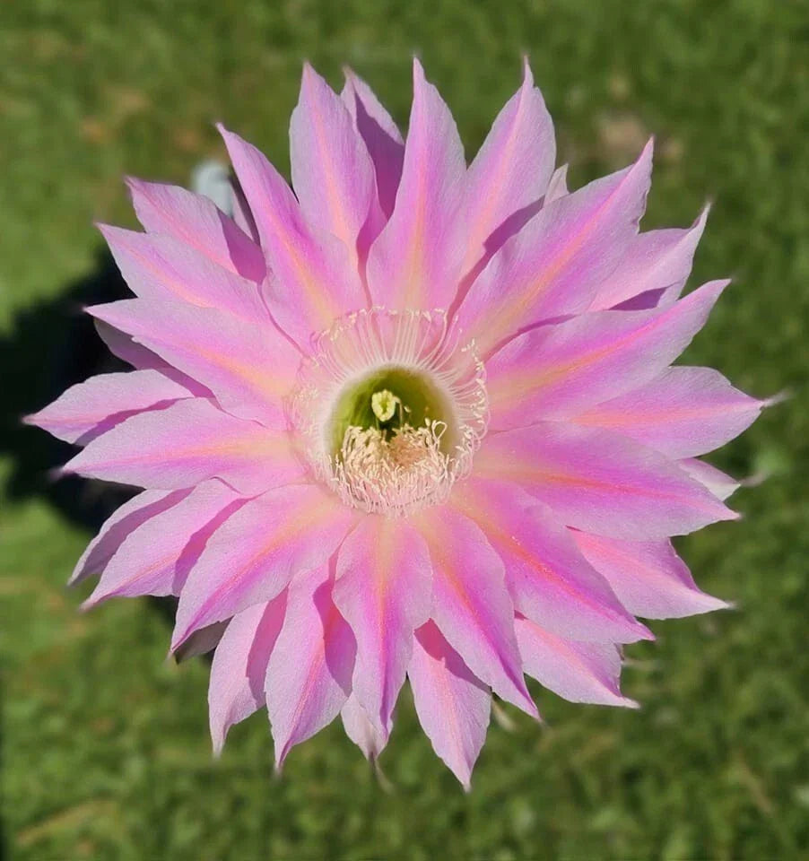 Echinopsis Hybrid Cactus Offset, S3X ON THE BEACH MEX 388-2, Rare Rooted Succulent, Unique Echinopsis Plant