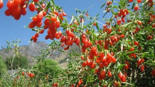Goji Berry Plants – 6-8 Inches Tall – Well Rooted Lycium barbarum – Nutritious Berries – Buy 1 Get 2 Free
