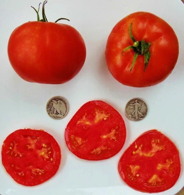 Delicious World Record Holder Tomato Seeds – Pack of 40 Fresh Solanum lycopersicum for Home Gardening and Bounty Harvest