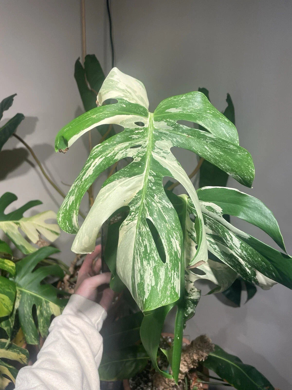 Monstera Albo Rooted Top Cut Plant - Variegated Houseplant - Monstera Deliciosa Albo Variegata - Indoor Plant, Easy Care, Unique White and Green Foliage