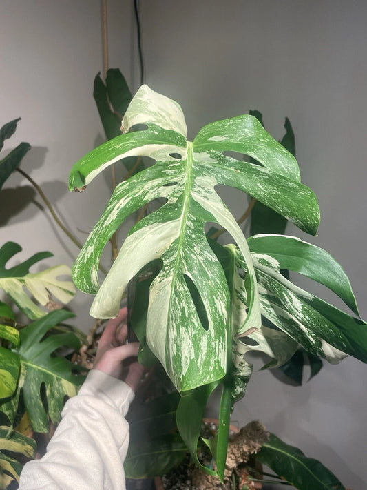 Monstera Albo Rooted Top Cut Plant - Variegated Houseplant - Monstera Deliciosa Albo Variegata - Indoor Plant, Easy Care, Unique White and Green Foliage