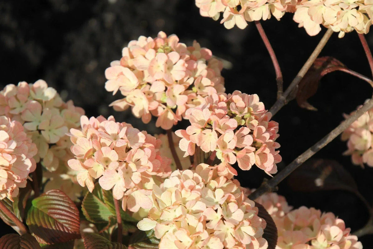Live Plant - 12-16 in Kern's Pink Viburnum - Viburnum plicatum f. plicatum 'Pink' - Bare Root with Snowball Blooms