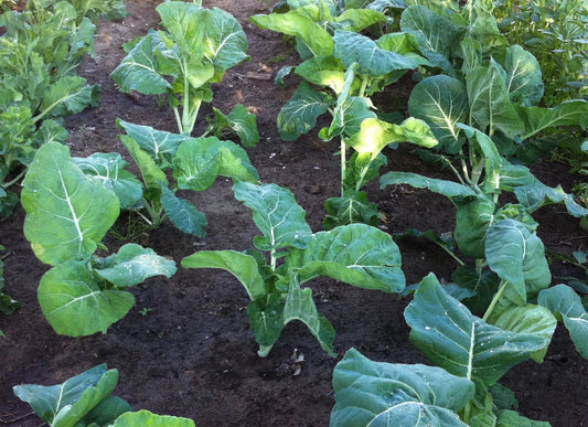 Kale Seeds 100 Packets - Premier Early Variety, Tender, Overwinter - Brassica oleracea var. sabellica