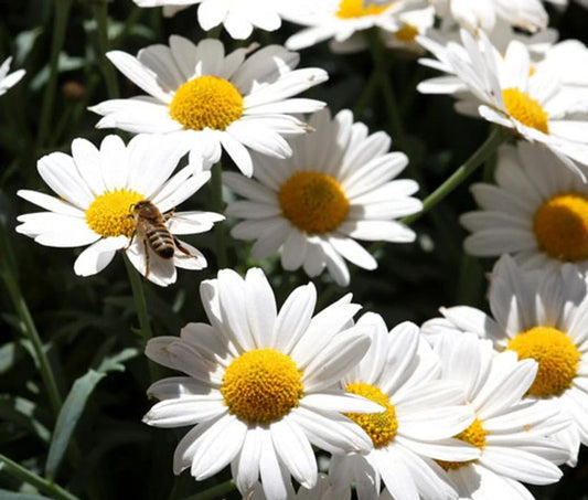 Oxeye Daisy Seeds Pack 200+ Leucanthemum Vulgare Perennial Wildflower for Garden, Borders, and Pollinator Attraction