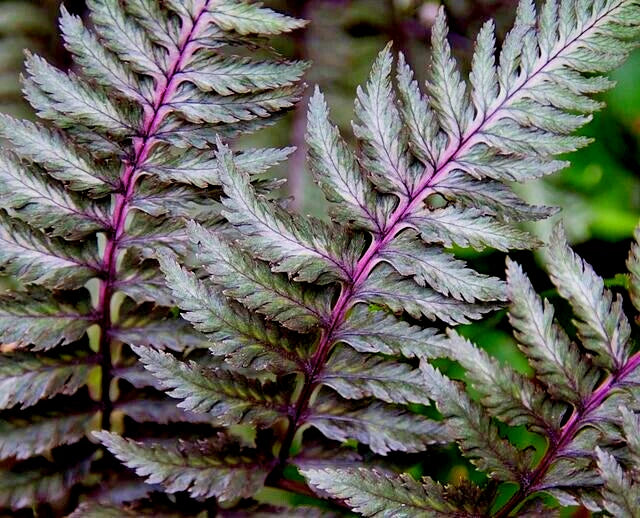 Lady Fern Seeds 1000 Spores Regal Red Filix femina niponicum Cold Hardy Gardening