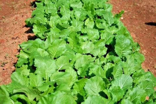 Organic Turnip Seeds - 1001+ Seven Top Variety for Vegetable Garden & Container Growing - Brassica rapa