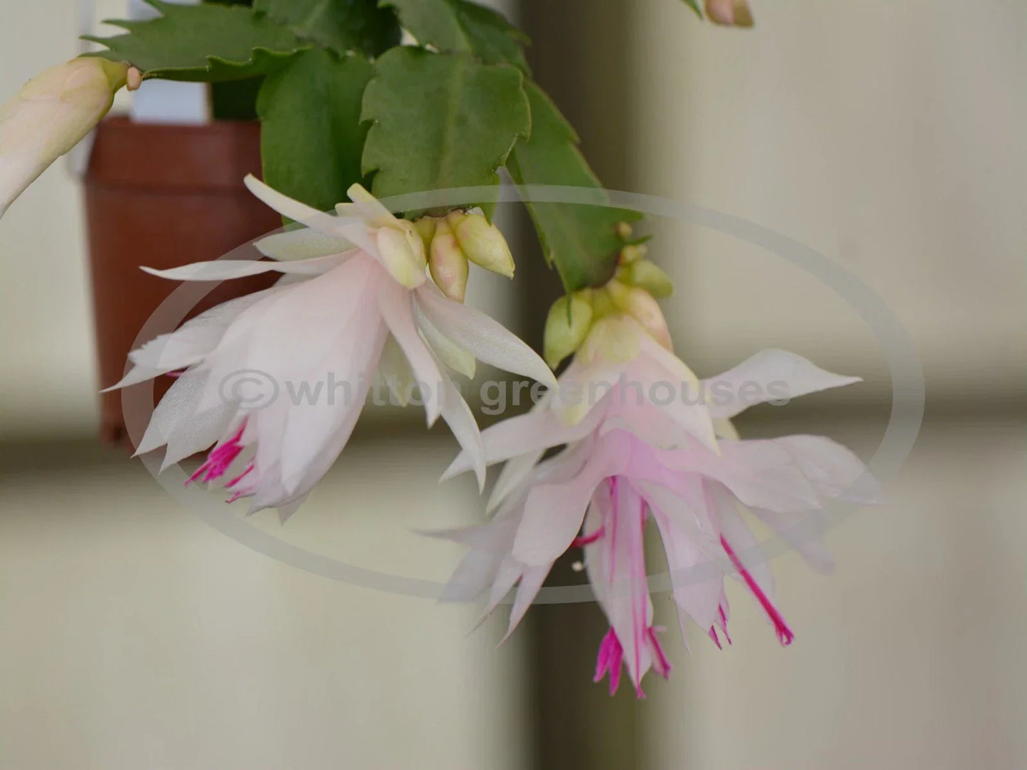 Thanksgiving/Christmas Cactus Cuttings - Schlumbergera "Branca Dobrada" - No Roots - Holiday Blooming Indoor Plant