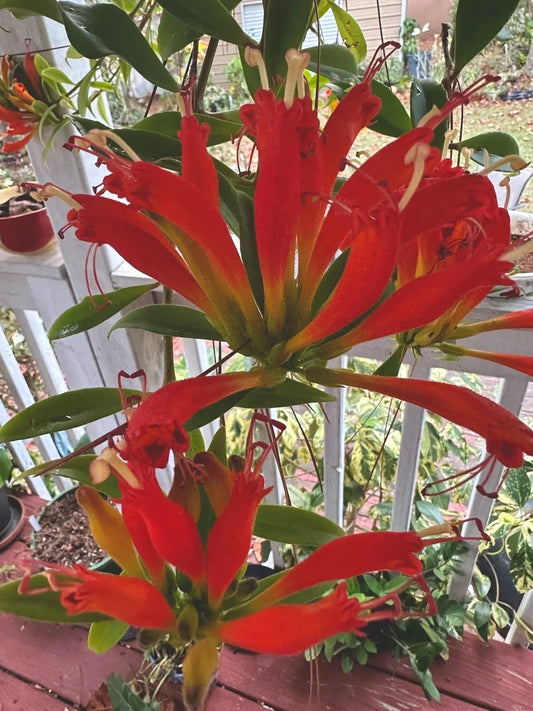Live Orange Lipstick Plant in 4" Pot, Aeschynanthus Xsplendidus, Indoor Flowering Houseplant