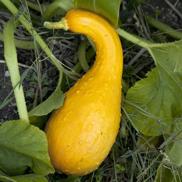 Crookneck Squash Seeds - Compact EZ Grow Variety for Short Season Gardening - Cucurbita pepo, Bush, Bounty of Delicious, Nutritious Harvest