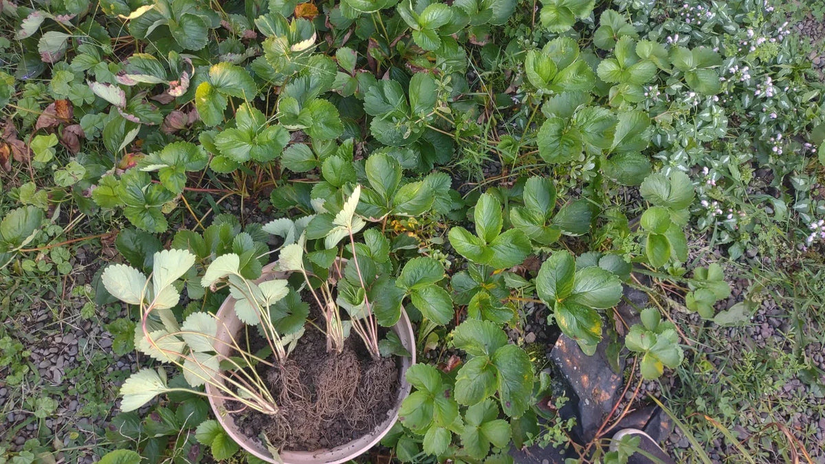 Strawberry Plants 5-Pack Bare Root Ozark Beauty High Yield Sweet Berries Fragaria x ananassa 'Ozark Beauty'